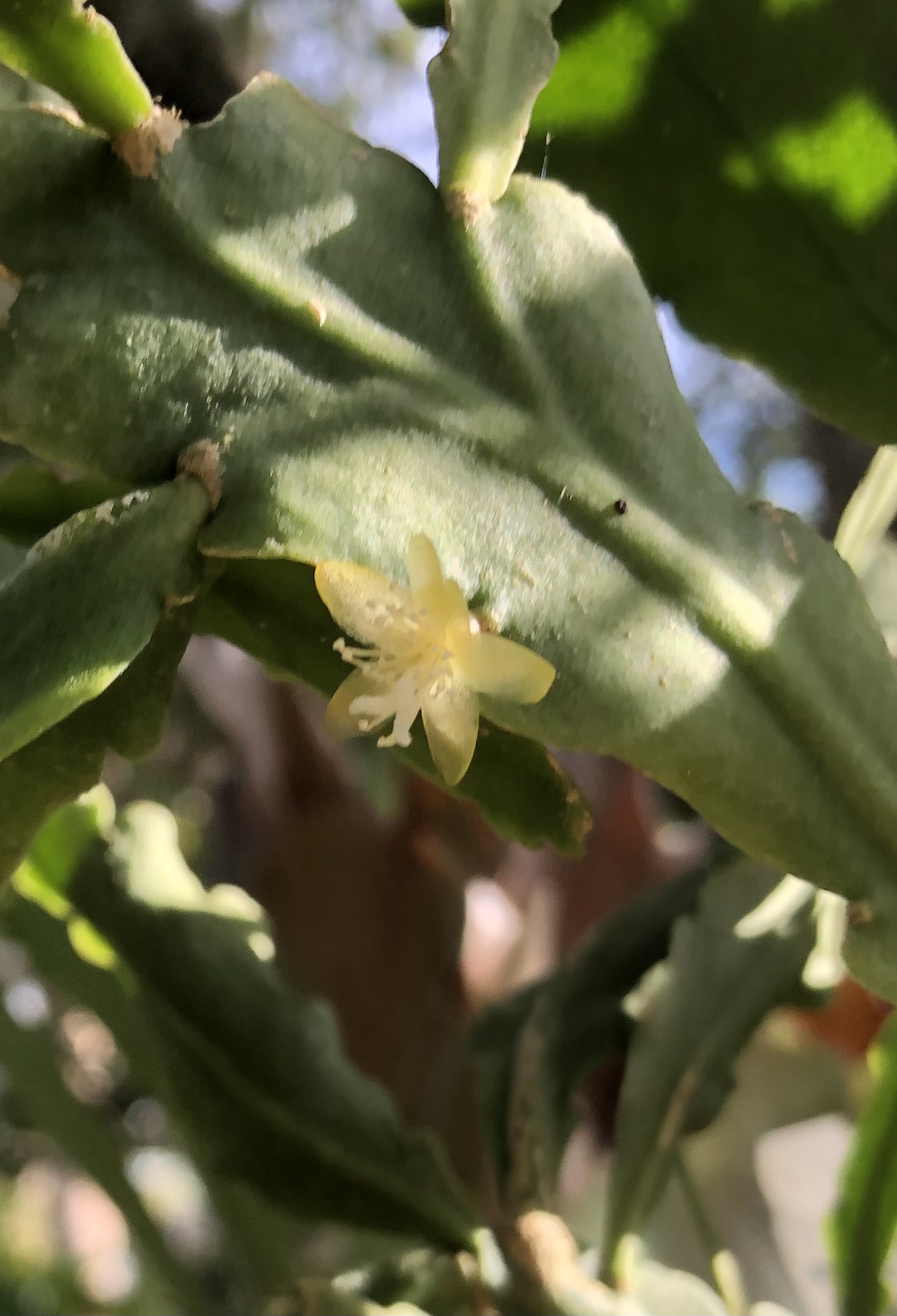 http://www.cloudjungle.com/cloudjungle/Cactaceae/Rhipsalis/Rhipsalis cuneata flower.jpeg